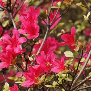 Azalea Massasoit